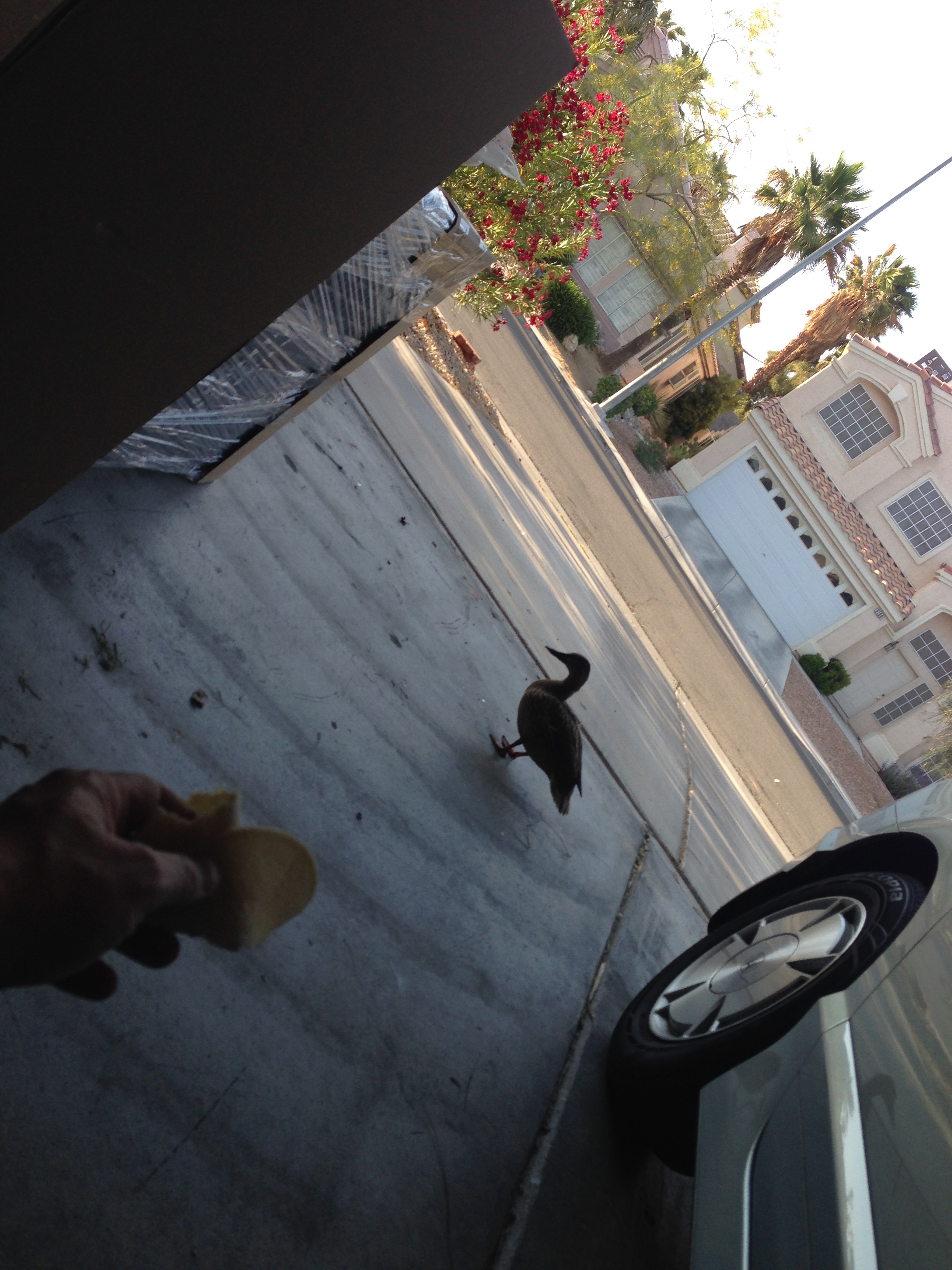 Ducks on the Driveway!